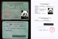 中國駕照拿到國外翻譯公證