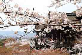 旅游簽證資料,你翻譯了嗎?(圖4) Cherry Blossom