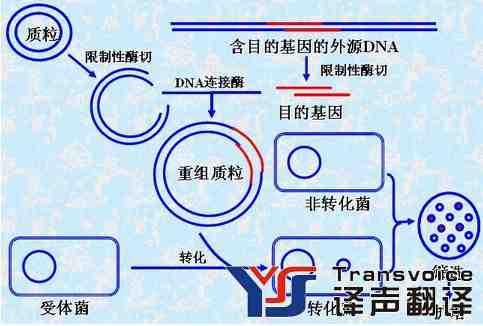 基因工程翻譯