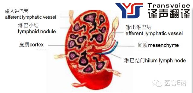 醫(yī)學(xué)翻譯：消化科——胃癌(圖4)